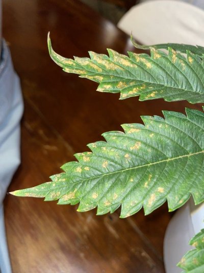 Yellow spots on biggest plant’s leaf