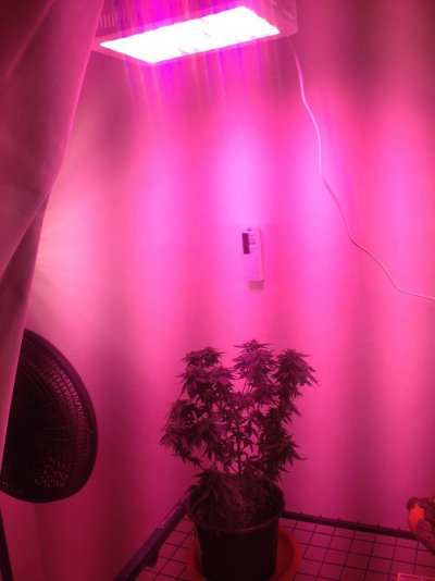 will-i-have-enough-light-for-more-than-one-plant-3.jpeg