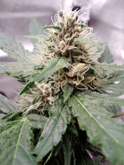 Let's See Your Frostiest Flowers
