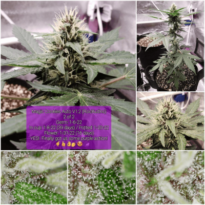 Let's See Your Frostiest Flowers
