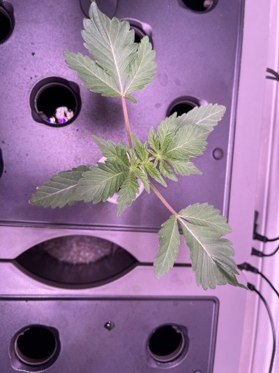 dwc-first-time-grower.jpg