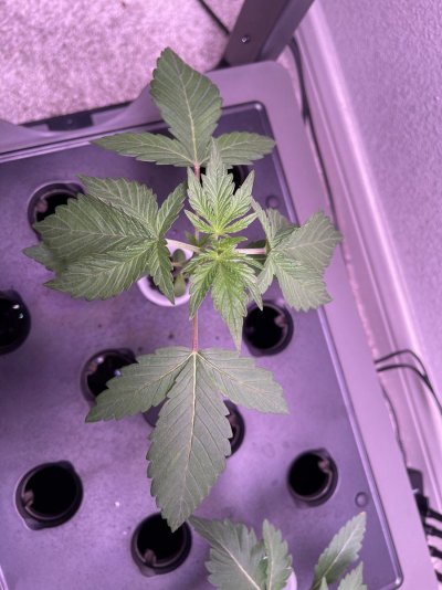 DWC First time grower