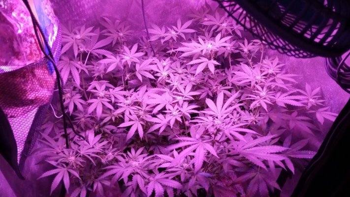Week 3 of flower advice how am I doing?