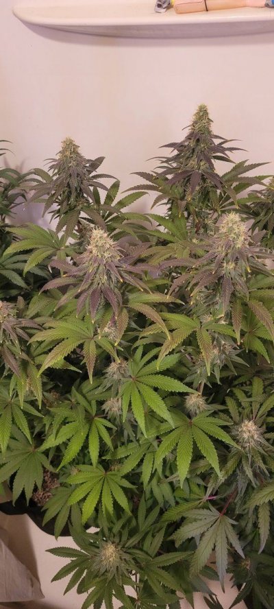 week-6-flower--the-purple-is-coming-in-deeply-5.jpg
