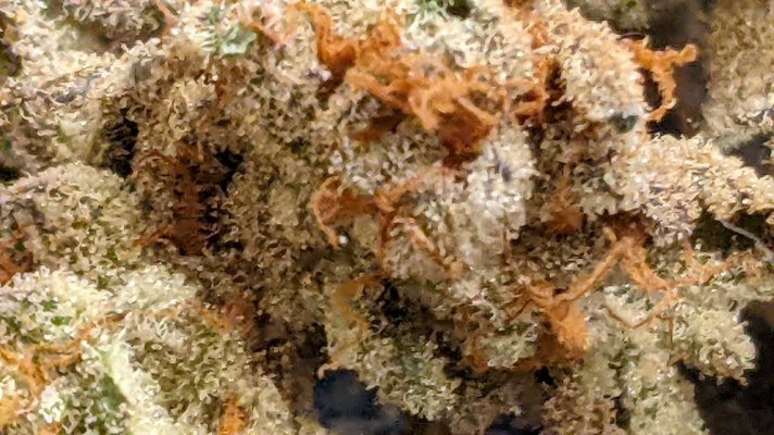 Bud Goodman's Perpetual Thread of Perpetually Good Buds, Man.