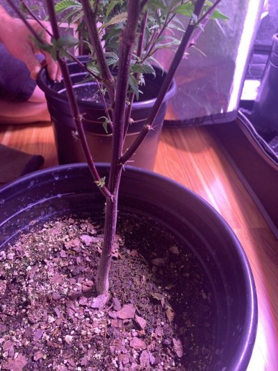 whats-wrong-with-my-plants-yellowing-purple-stems-brown-spots-2.jpeg