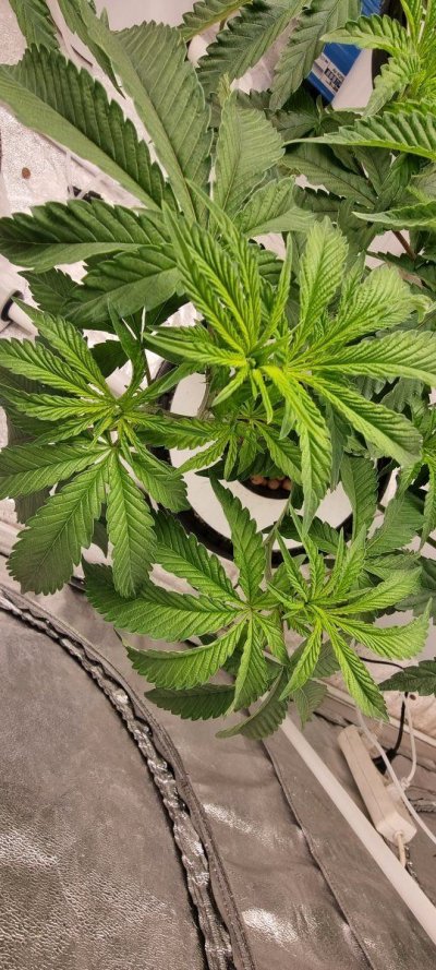 First hydro grow, plants doesnt look happy, help please