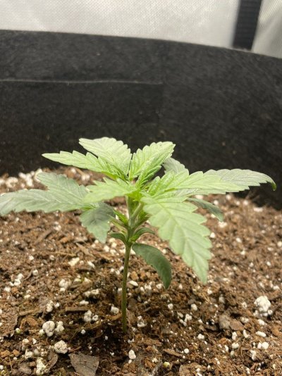 2x4-auto-grow-tent-4.jpeg