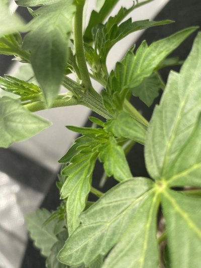 2x4-auto-grow-tent-5.jpeg