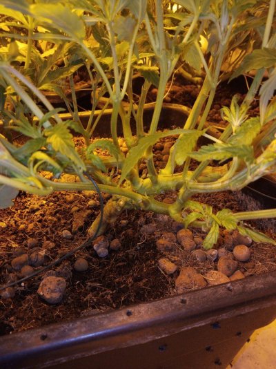 small-bushy-plants-fimmed--help-2.jpg