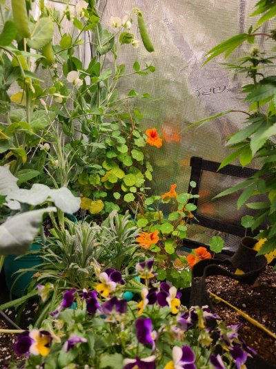 SativaBob's grow room garden diary