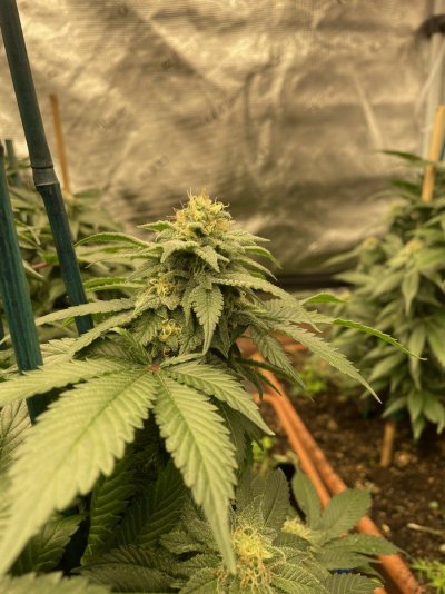 First grow, first diary. We are In Utero.