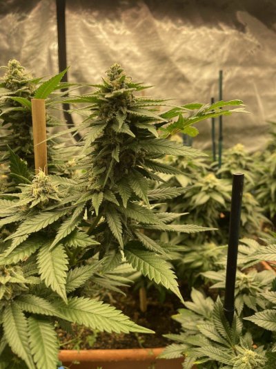 First grow, first diary. We are In Utero.