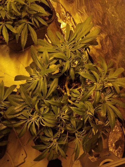 Encouraging lateral growth - topping / LST and...?