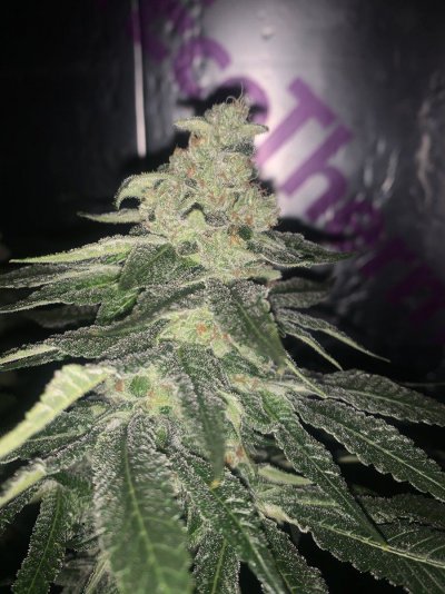Let's See Your Frostiest Flowers