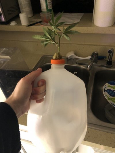my-1-gallon-challenge-entry-diary-3.jpg