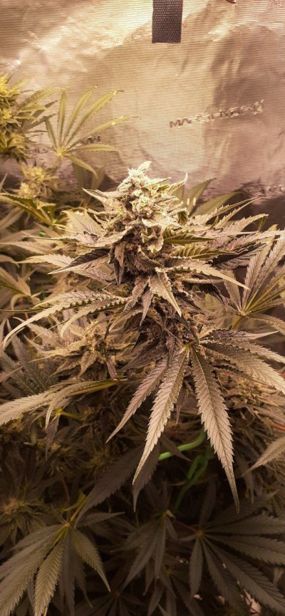 How much longer till i should flush?