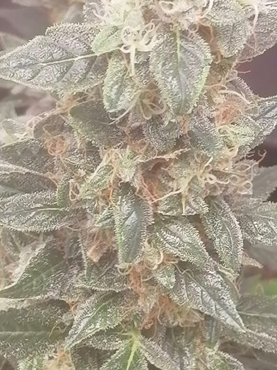 Mold or bud rot on autos