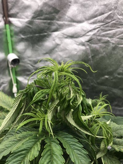 gronks-problem-grow-im-clueless-2.jpg