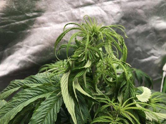 Gronks problem grow (im clueless!) :(