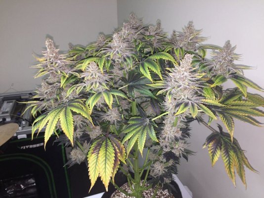 Let's See Your Frostiest Flowers