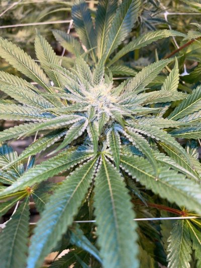 Grow techniques for large cannabis facilities (show your grow)