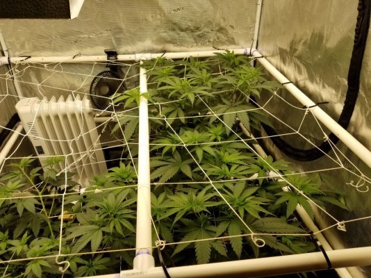 Help Leaf tips pointing down