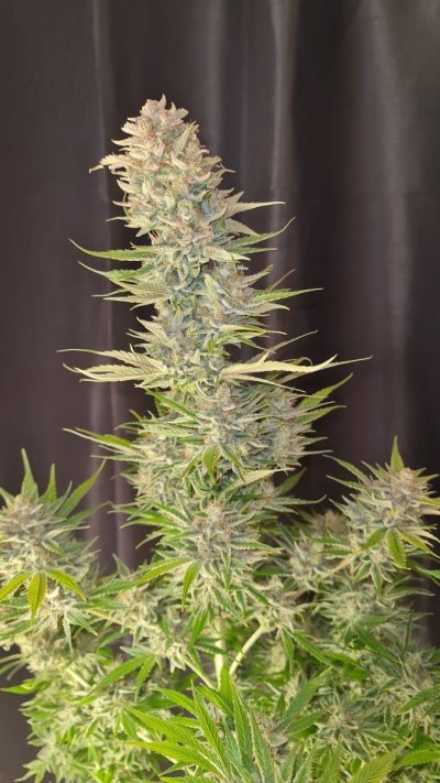 Let's See Your Frostiest Flowers