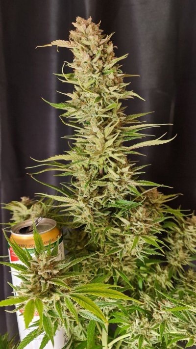 Let's See Your Frostiest Flowers