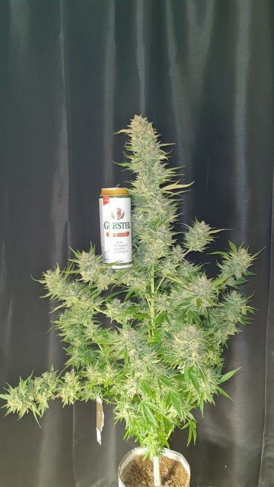 Let's See Your Frostiest Flowers