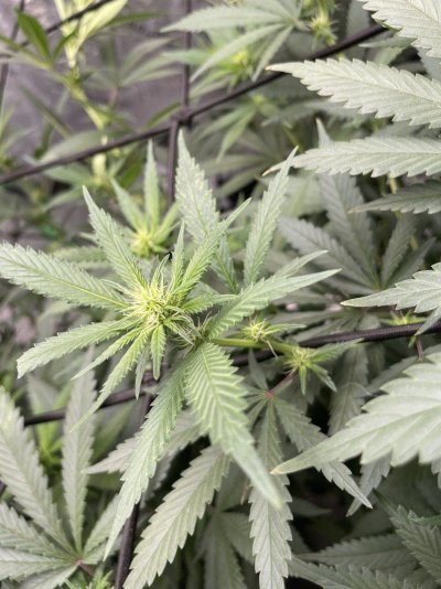 diesel-3rd-week-into-flower-3.jpeg