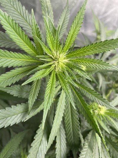 diesel-3rd-week-into-flower-4.jpeg