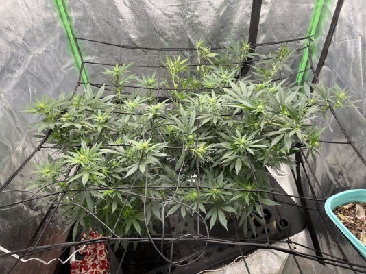 diesel-3rd-week-into-flower-5.jpeg