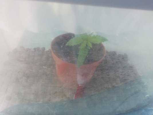 Holy punch growing to slow?