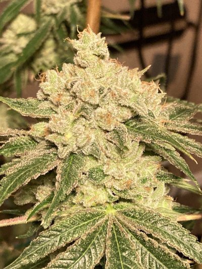 Let's See Your Frostiest Flowers