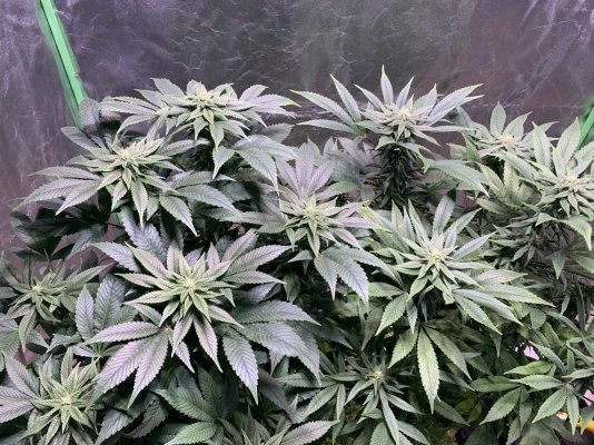Strawberry cough week 3.5 of flower