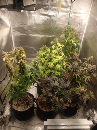Toms bag seed veg and flower tents