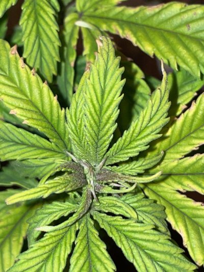 stressed-plant-with-black-spots-and-purple-branches-2.jpeg