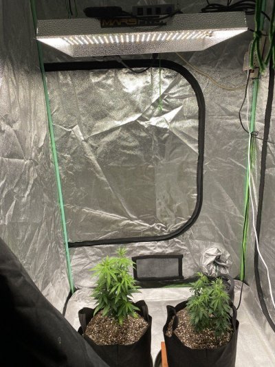 2nd-time-growing-need-help.jpeg