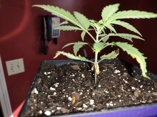 please-help-me-diagnose-my-plants-2.jpg
