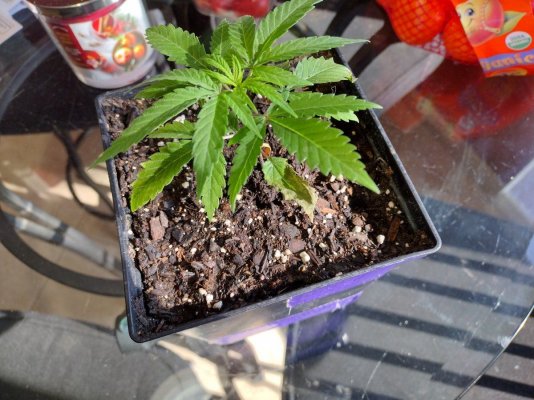 please-help-me-diagnose-my-plants-8.jpg
