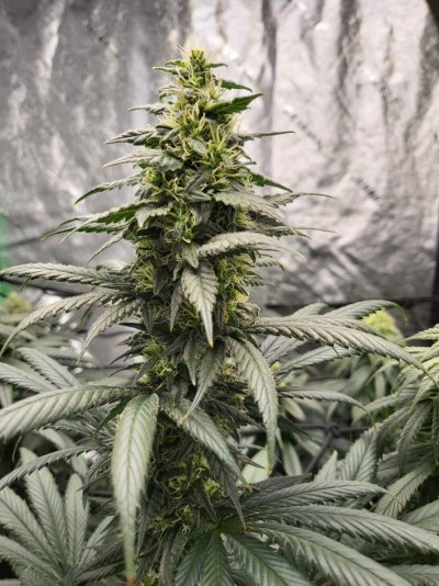 Week4Day3_2.jpg