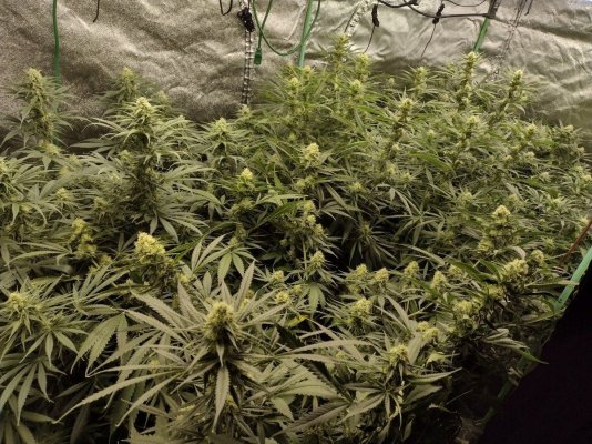 This Plant is sick.. What's up??