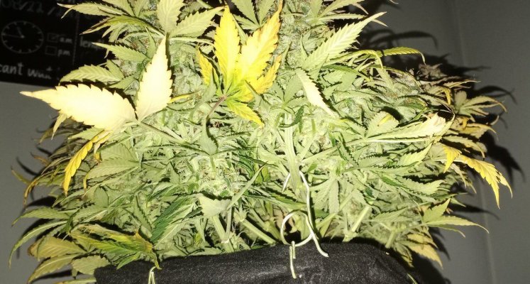 Auto fem seeds