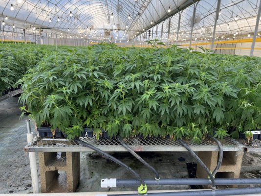 Clones - Top Shelf Genetics