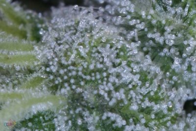 White Diesel - Day 60 (#1) 037.jpg