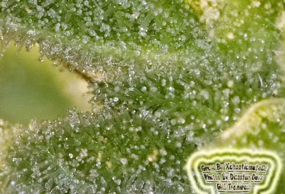 TW Pheno 1-1-Graphic copy.jpg