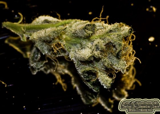 TW Pheno 1-Cured-Graphic copy.jpg