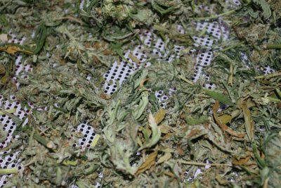 TrainWreck Grow Log