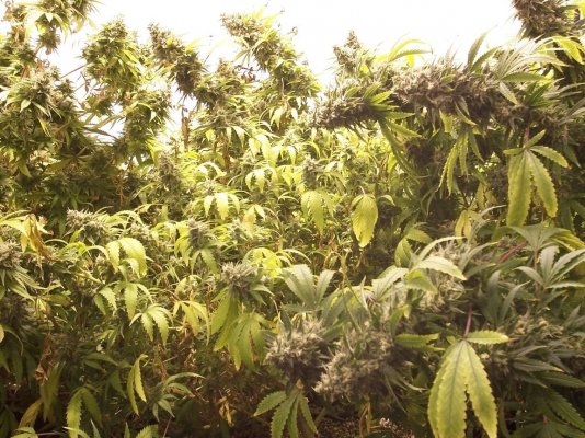 perpetual buds